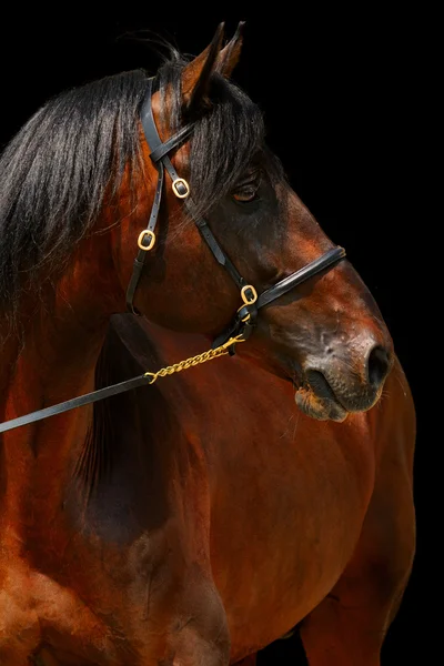 暗い種牡馬、黒に分離の肖像画 — ストック写真