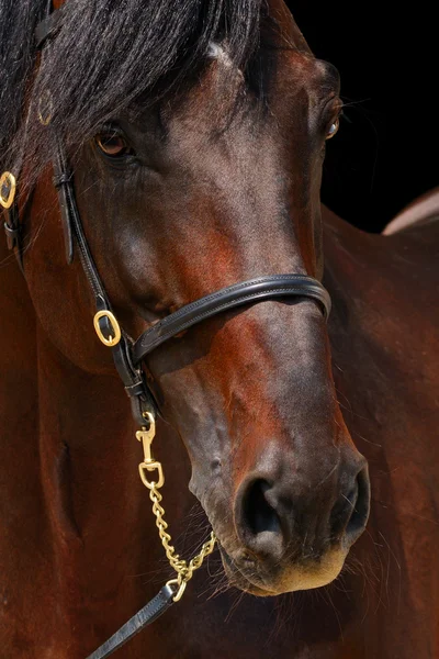Close-up portrait of dark stallion, isolated on black — Stock Photo, Image