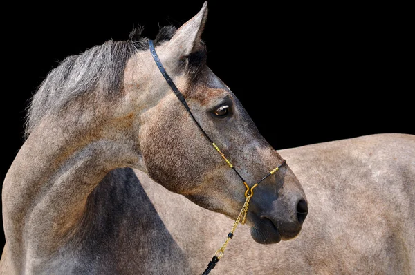 Retrato de caballo gris, aislado sobre negro —  Fotos de Stock