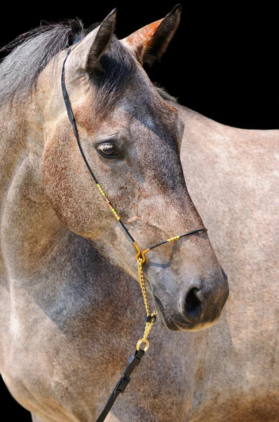 Portrait of gray horse, isolated on black — Stock Photo, Image