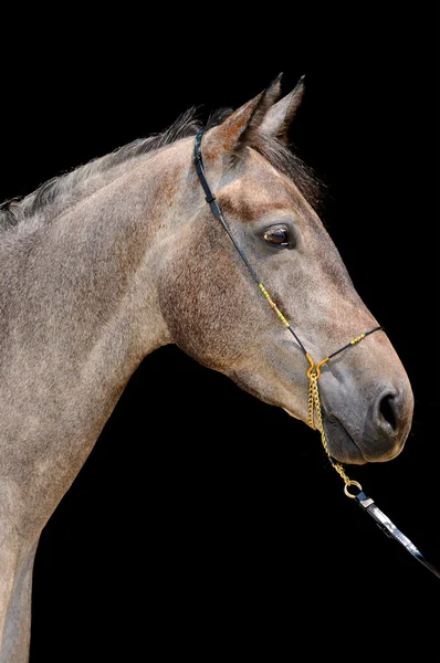 Портрет серого коня, изолированного на черном — стоковое фото