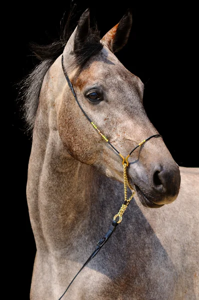 Portret van grijze paard, geïsoleerd op zwart — Stockfoto