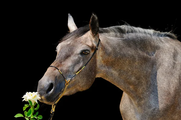 Portret szarości konia, na czarnym tle — Zdjęcie stockowe