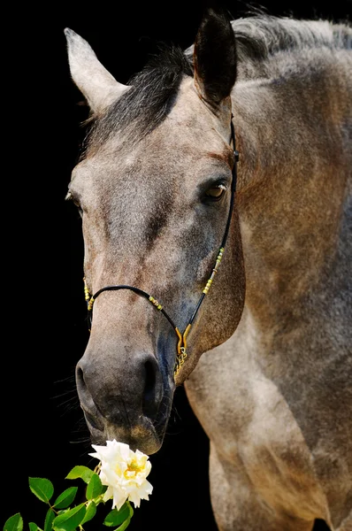 Retrato de cavalo cinza, isolado em preto — Fotografia de Stock