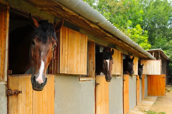 Paarden in de stal Stockfoto