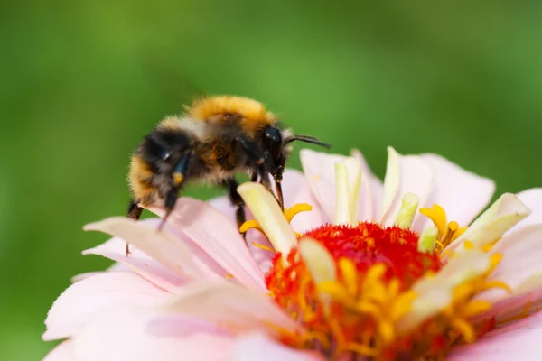 Biene auf einer Blume — Stockfoto
