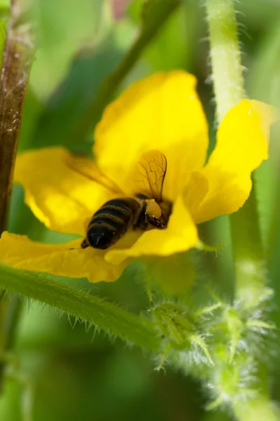 Çiçekteki arı. — Stok fotoğraf