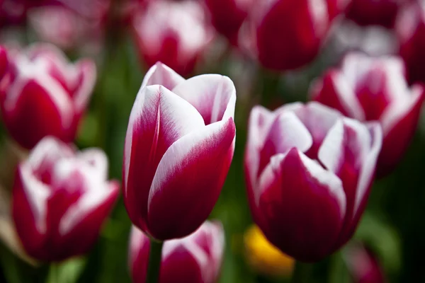 stock image Tulips