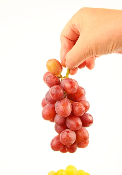Mani femminili con uva fresca Immagine Stock