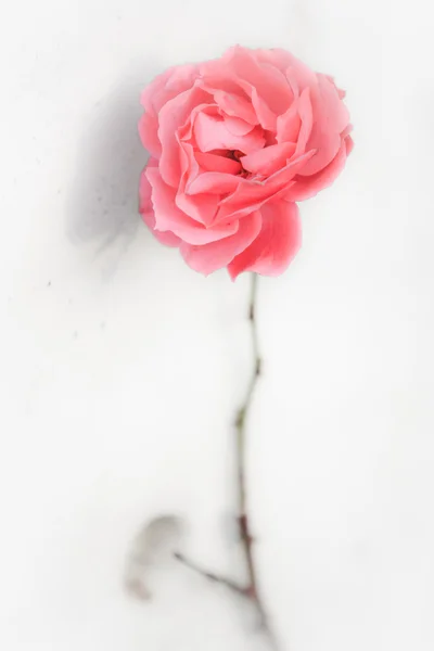 stock image Red rose besides a white concrete wall