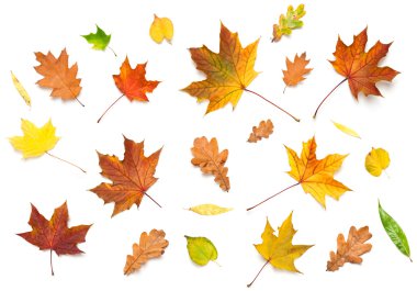 Fall leaves clipart