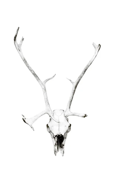 Cráneo de ciervo — Foto de Stock