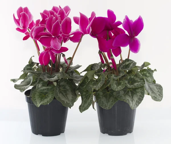 Stock image Cyclamen