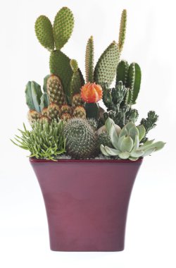 Cactus Pot Plants clipart