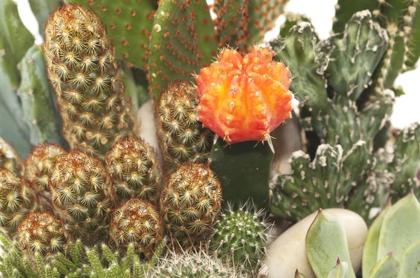Cactus Pot Plants — Stock Photo, Image