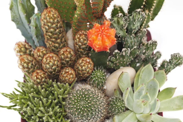 Cactus Pot Plants — 스톡 사진