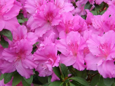 Flower of an azalea. Rhododendron clipart