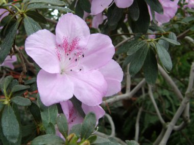 Flower of an azalea. Rhododendron clipart