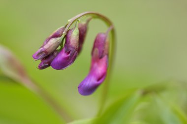 vahşi bahar lathyrus vernus