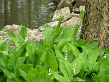 Wood lilies of the valley. clipart