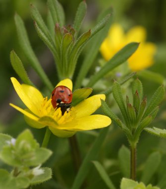 Ladybird çiçek