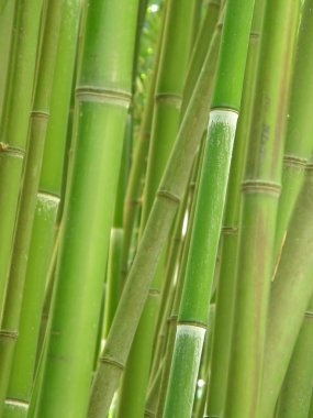 bambu korusu.