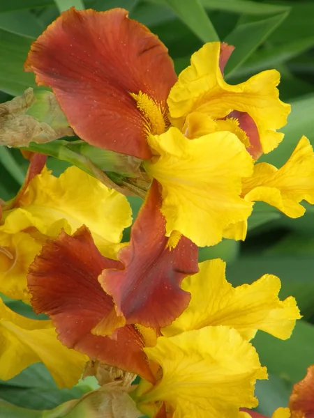 Blomma av en iris — Stockfoto