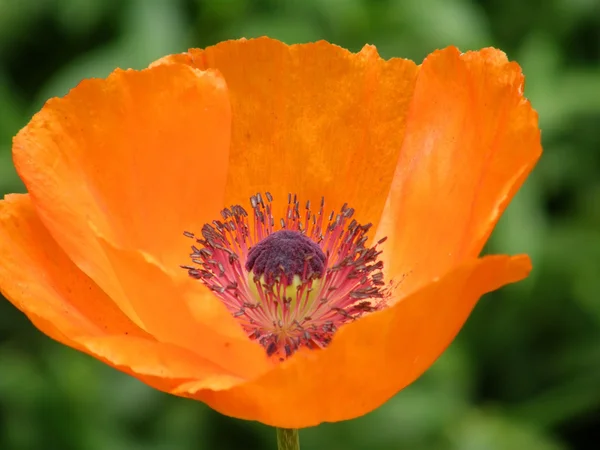 stock image Flowers of a poppy.