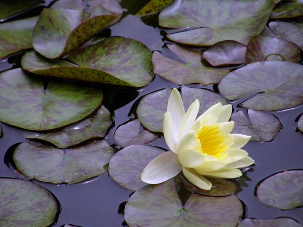 stock image Water lily