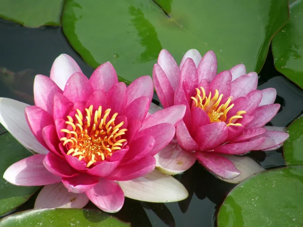 stock image Water lily