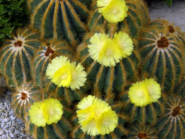 stock image Flowers of a cactus