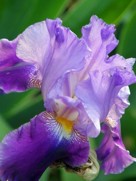 Blomma av en iris — Stockfoto