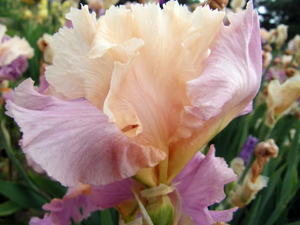 Квітка райдужки — стокове фото