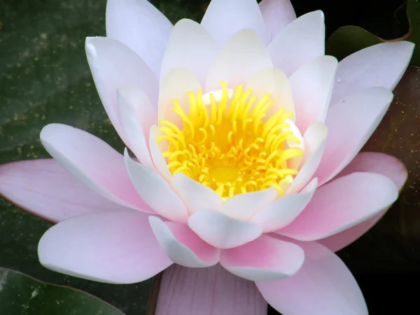 stock image Water lily