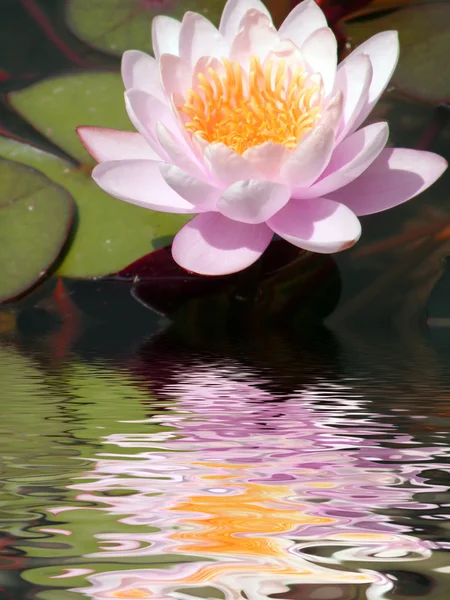 stock image Water lily