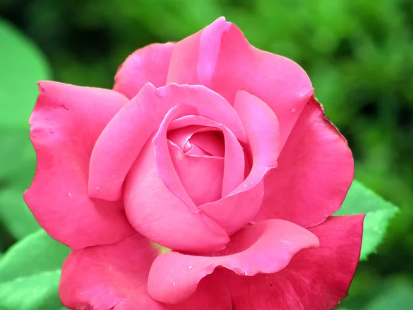 Rosa. — Foto de Stock