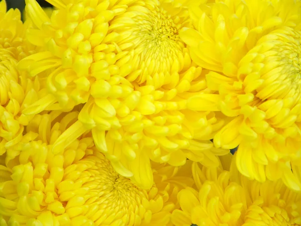 Bloem van een chrysant — Stockfoto