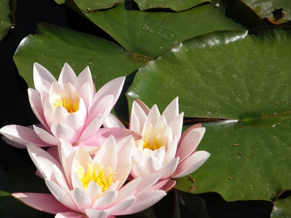 stock image Water lily