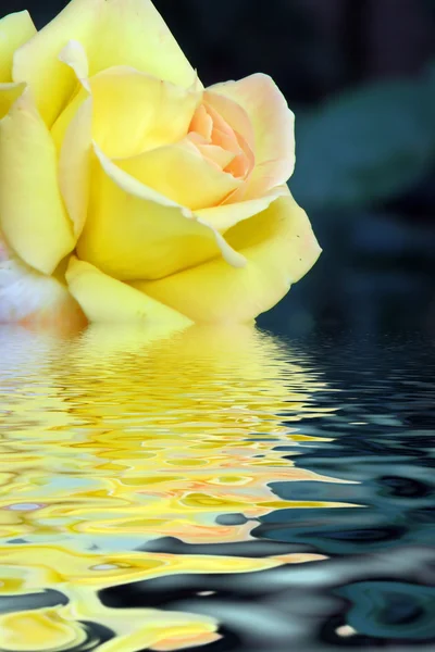 Trandafir — Fotografie, imagine de stoc