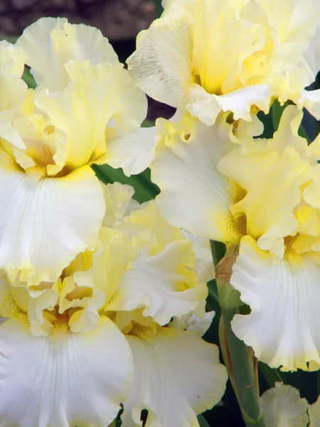 Kwiat tęczówki — Zdjęcie stockowe