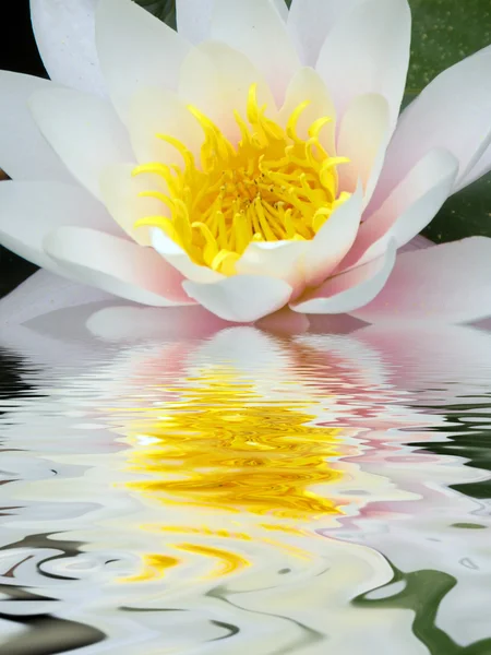 stock image Water lily