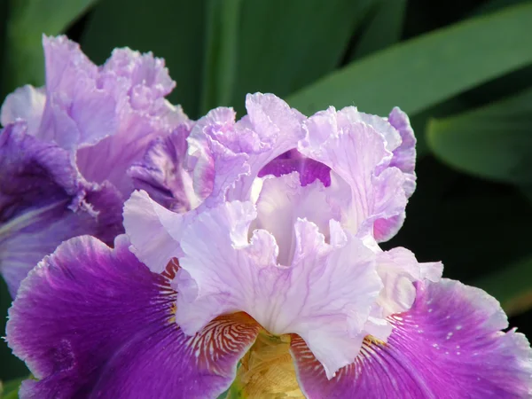 Flower of an iris — Stock Photo, Image
