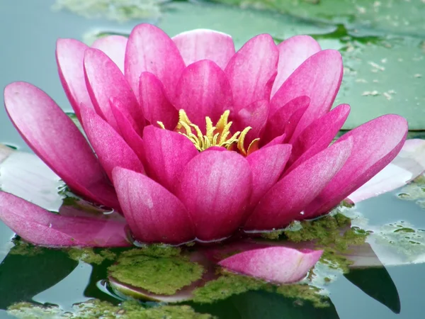 stock image Water lily