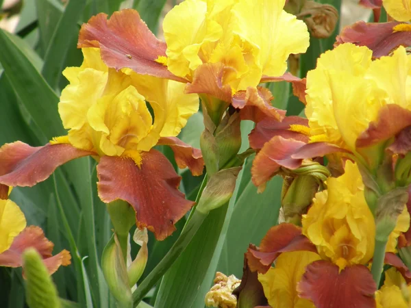 La flor del iris — Foto de Stock