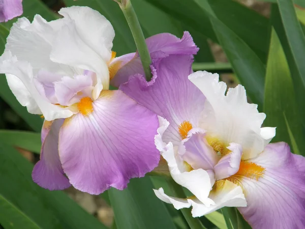 Flower of an iris — Stock Photo, Image