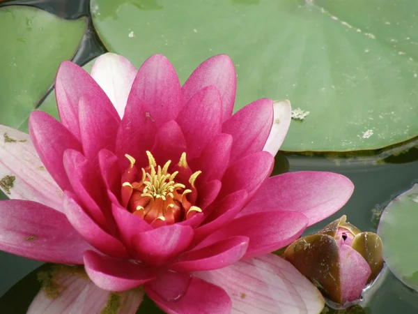 stock image Water lily