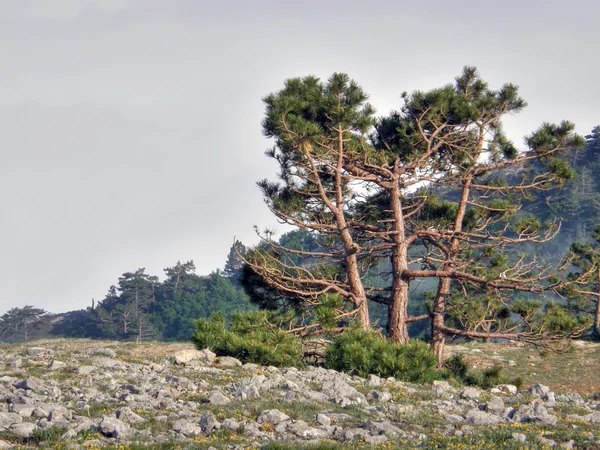 stock image Mountain landscape. Crimea.