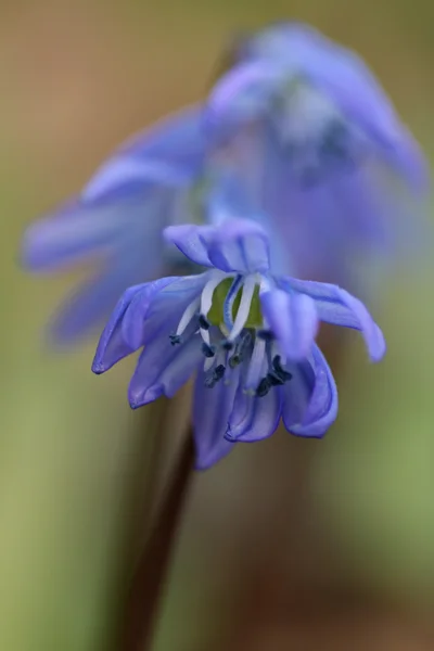 春の野の花. — ストック写真