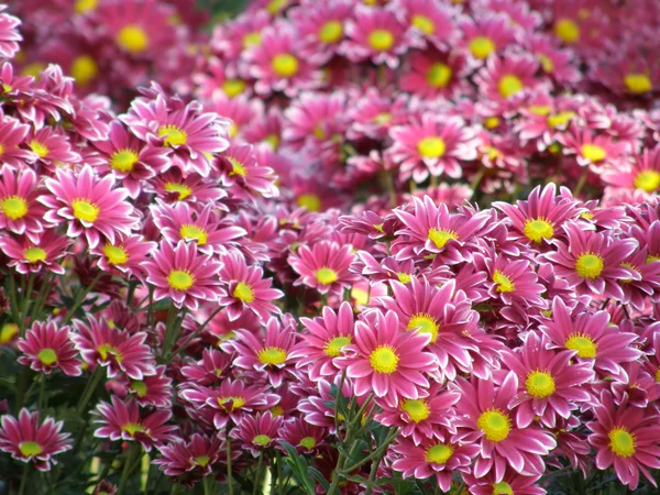 Bir Kasımpatı çiçeği — Stok fotoğraf