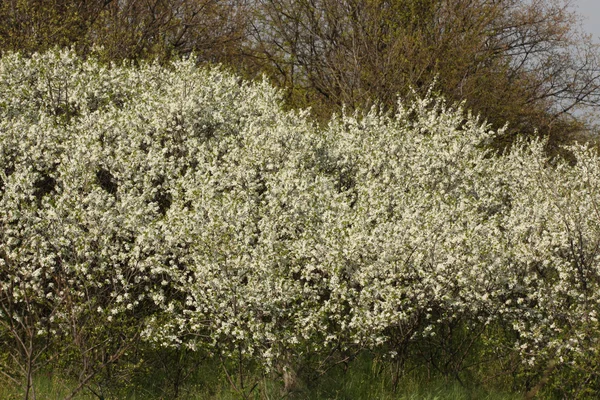 野生の桜の開花の木 — ストック写真